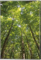 Framed Hardwood Forest Canopy II
