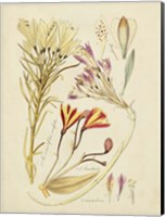 Framed Antique Botanical Sketch V