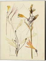 Framed Antique Botanical Sketch VI