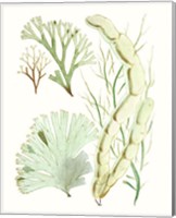 Framed Antique Seaweed Composition I