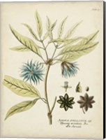 Framed Eloquent Botanical III
