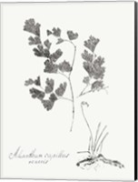 Framed Botanical Imprint I