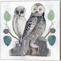 Framed 'Traditional Owls I' border=