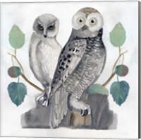 Framed Traditional Owls I