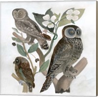 Framed Traditional Owls II