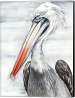 Framed Grey Pelican II