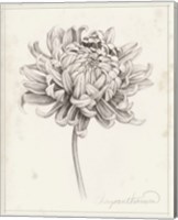 Framed Graphite Chrysanthemum Study I