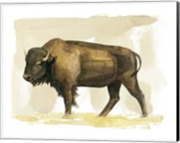 Framed Bison Watercolor Sketch II