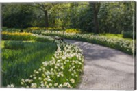 Framed Sunlit Path In Daffodil Garden