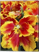 Framed Yellow And Red Parrot Tulips
