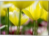Framed Tulip Close-Ups 4, Lisse, Netherlands