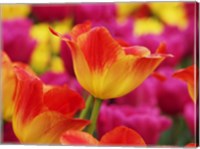 Framed Colorful Tulip 2, Netherlands