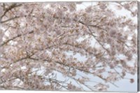 Framed Cherry Tree Blossoms, Washington State