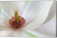 Framed Detail of Magnolia Flower