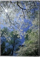 Framed White Flowering Dogwood Trees in Bloom, Kentucky