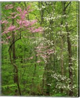 Framed Eastern Redbud and Flowering Dogwood, Arlington County, Virginia