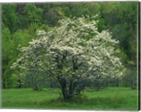 Framed Flowering Dogwood, Blue Ridge Parkway, Virginia