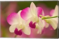Framed Orchids, Selby Gardens, Sarasota, Florida