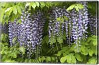 Framed Wisteria In Bloom, Salzburg, Austria