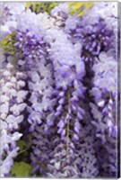 Framed Wisteria In Mirabell Garden 2, Salzburg, Austria