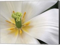 Framed Close-Up White Tulip