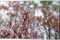 Framed Pink Dogwood