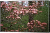 Framed Pink Dogwood Blooms