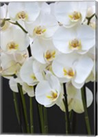 Framed White Orchid Blooms 1