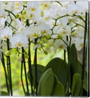 Framed White Orchid Blooms 2