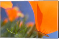 Framed Poppies Spring Bloom 1. Lancaster, CA