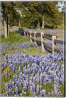 Framed Lone Oak Tree Along Fenceline With Spring Bluebonnets, Texas