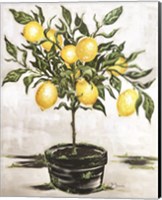 Framed Lemon Tree