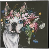 Framed Boston Terrier