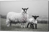 Framed Islay Sheep I