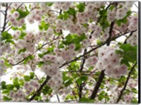 Framed Close-up of Cherry Blossom Flowers, Harajuku, Meiji Shrine, Tokyo, Japan