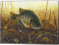 Framed Bluegill