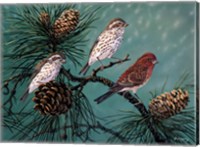 Framed Purple Finches