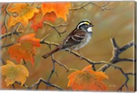 Framed Whitethroated Sparrow