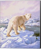 Framed Polar Bear