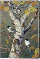 Framed Chickadees In Birch