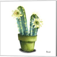 Framed 'Cactus Flowers II' border=