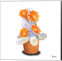 Framed Cactus Flowers VI