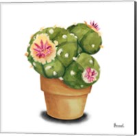 Framed Cactus Flowers VII