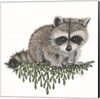 Framed Baby Raccoon