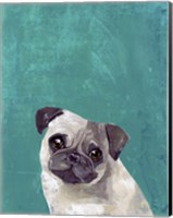 Framed Pug Puppy