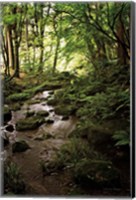 Framed Lush Creek in Forest