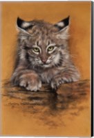 Framed Bobcat