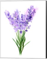 Framed Purple Flowers V
