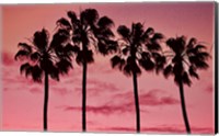 Framed Pink Palms