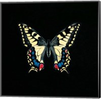 Framed Butterfly on Black
